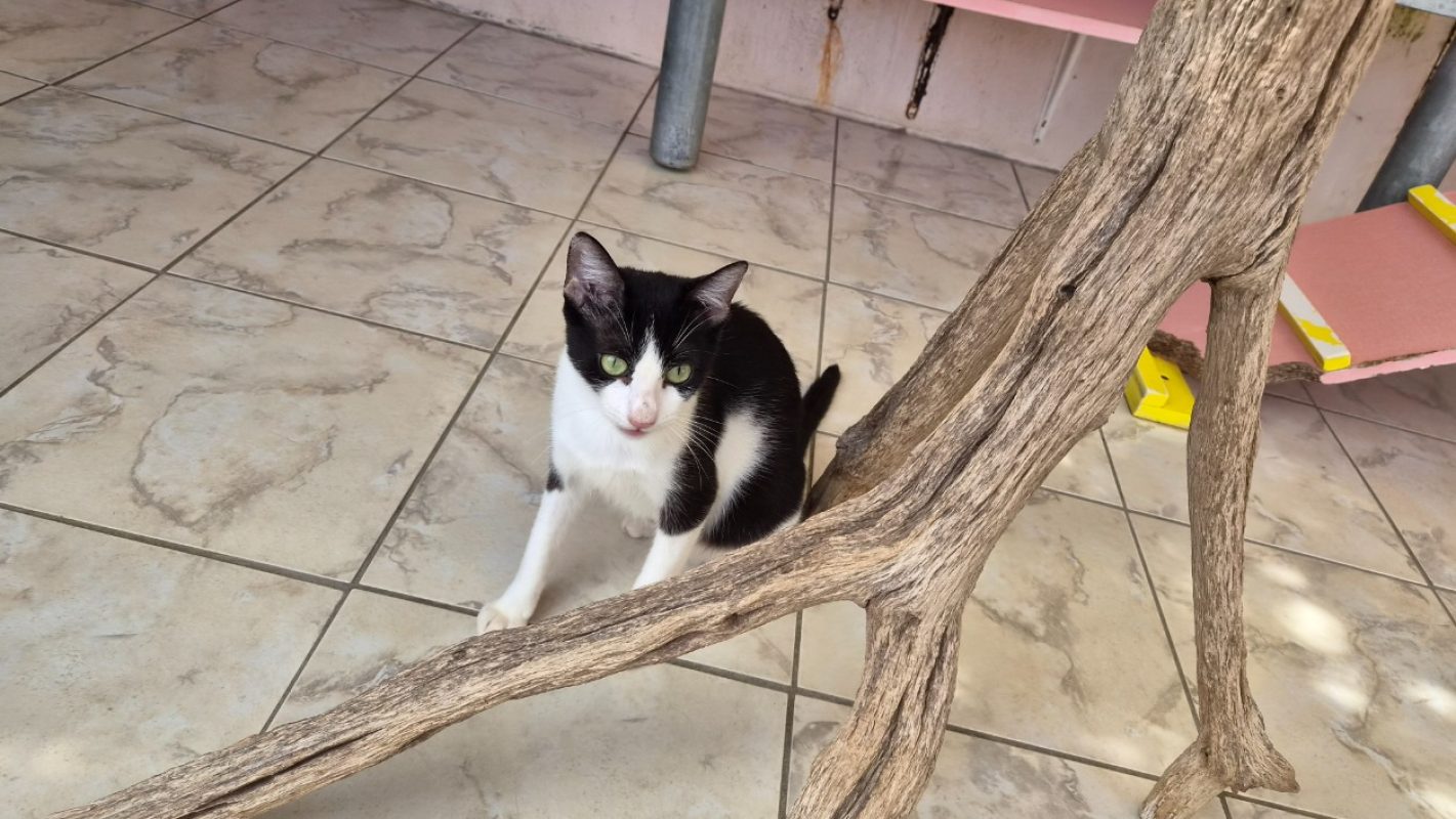 Brigette - Chat Européen à adopter - photo 3