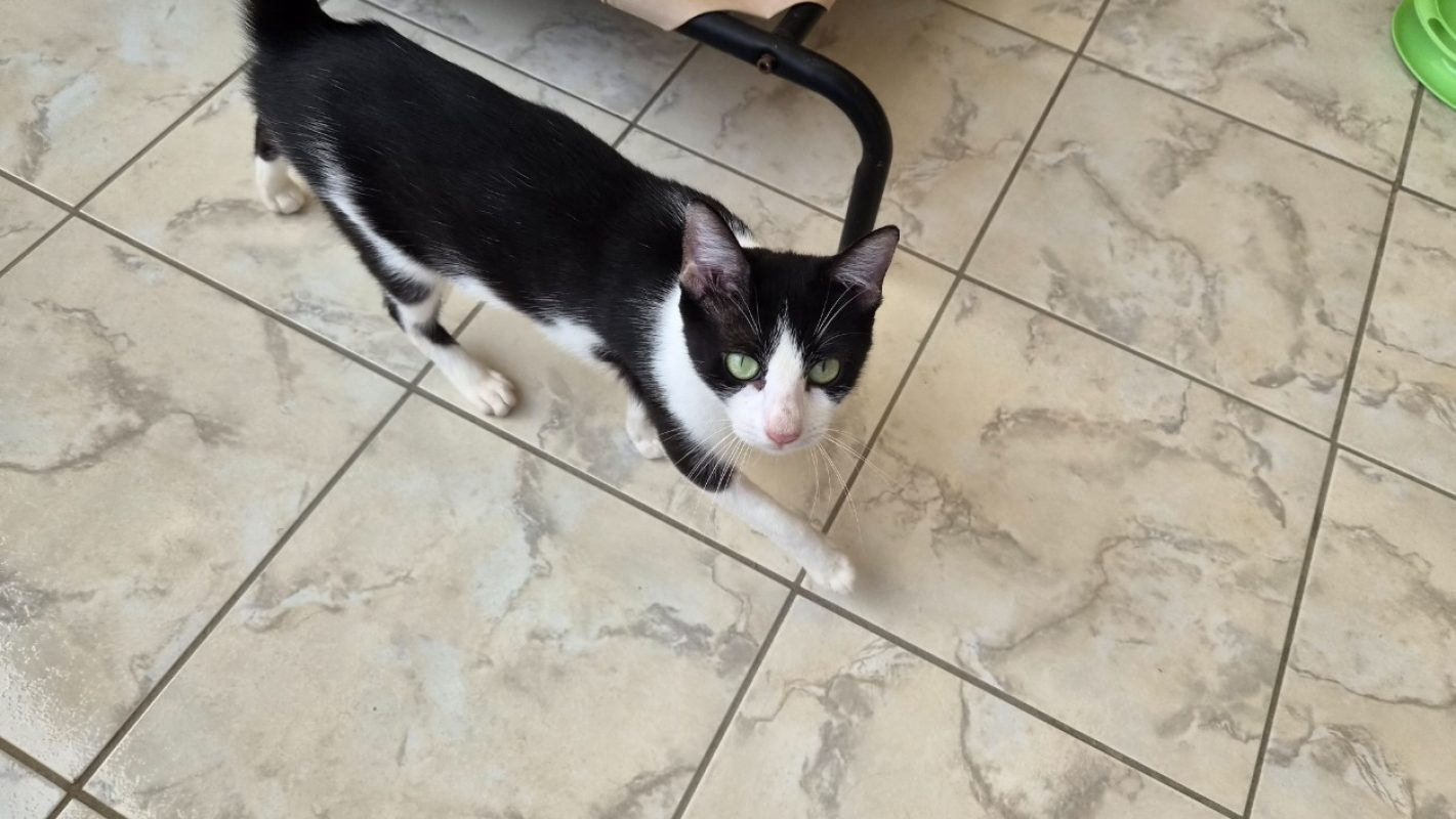 Brigette - Chat Européen à adopter - photo 4