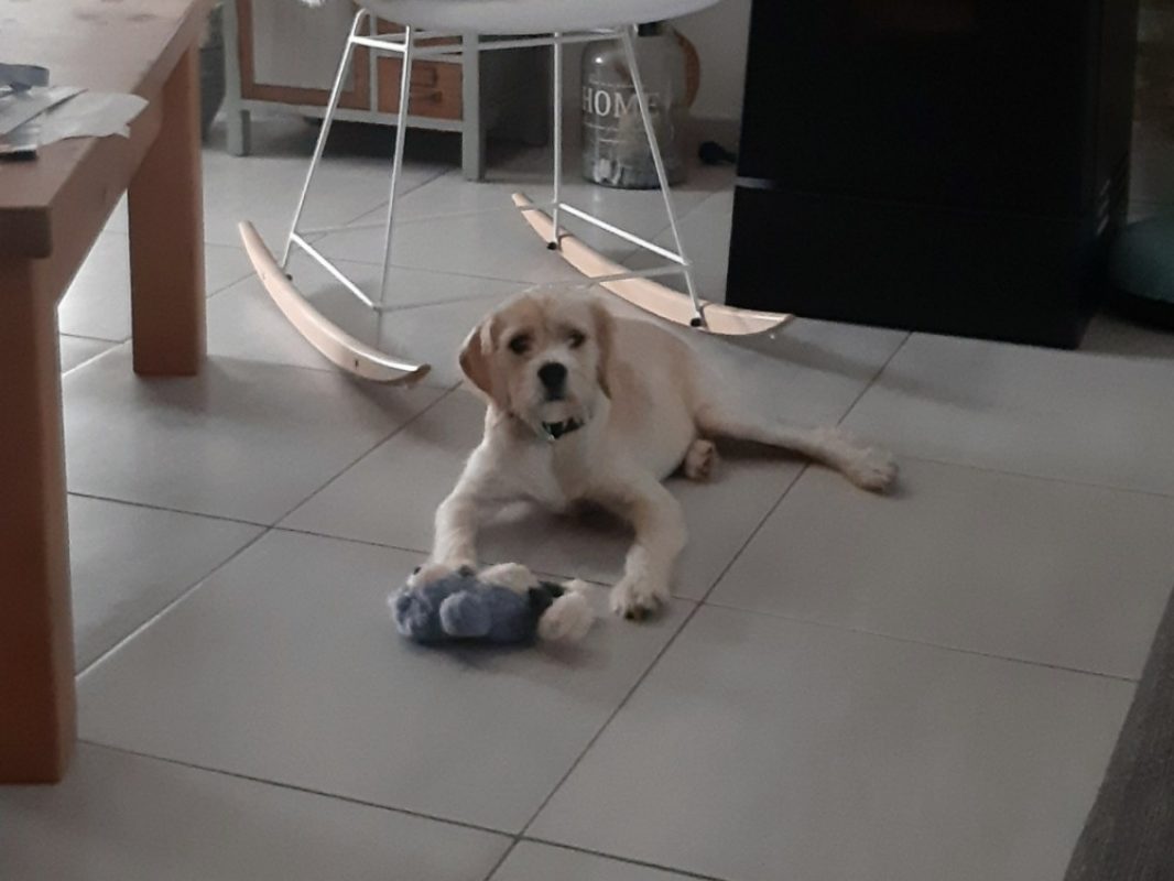 Numba a trouve sa famille - Chien à adopter