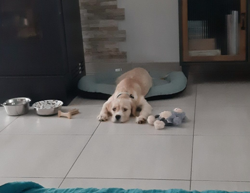 Numba a trouve sa famille - Chien à adopter - photo 2