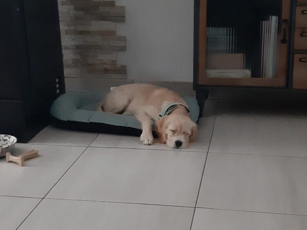 Numba a trouve sa famille - Chien à adopter - photo 3