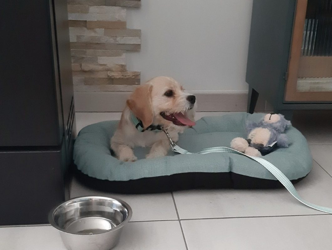 Numba a trouve sa famille - Chien à adopter - photo 4