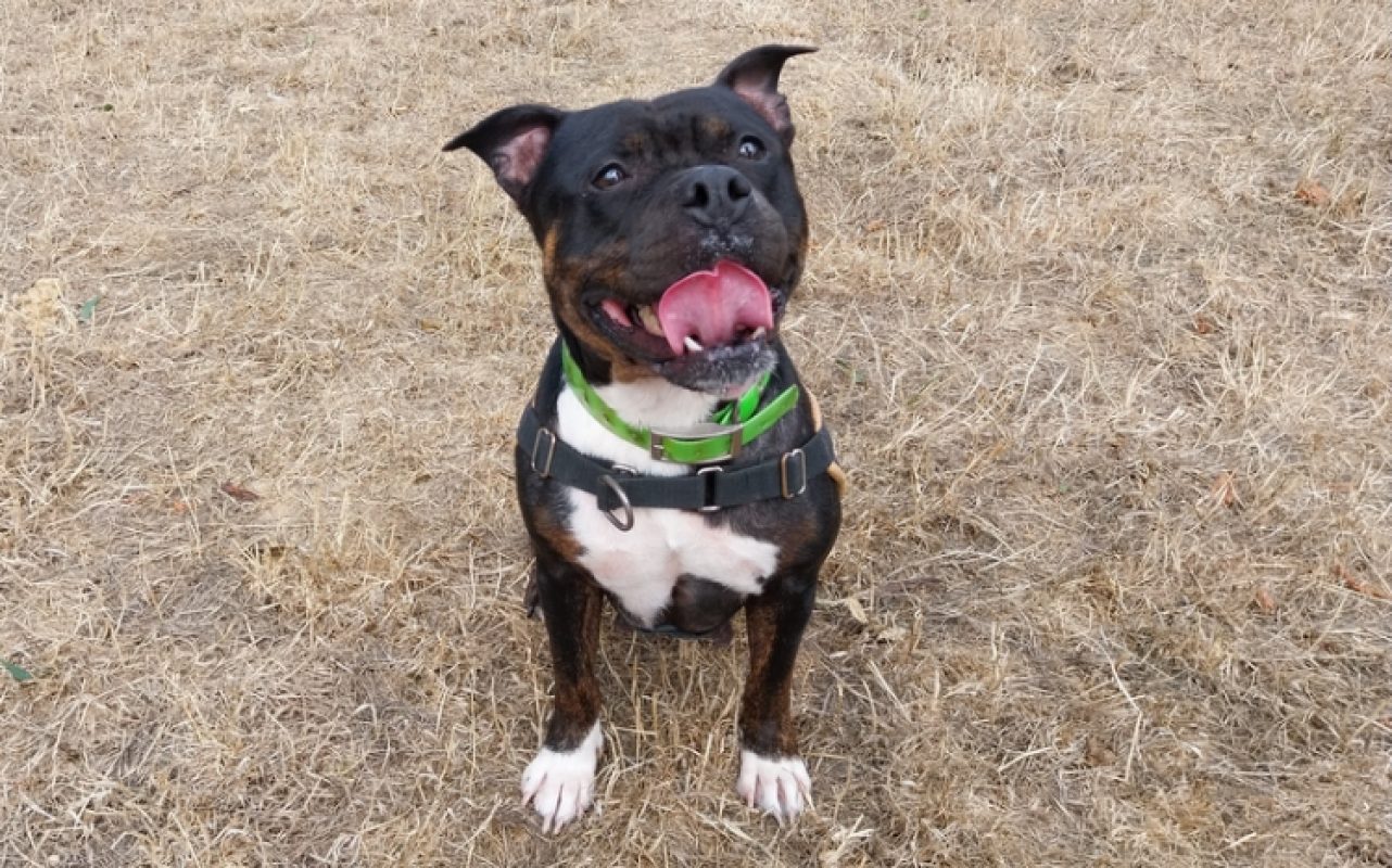 Berthe - Chien à adopter