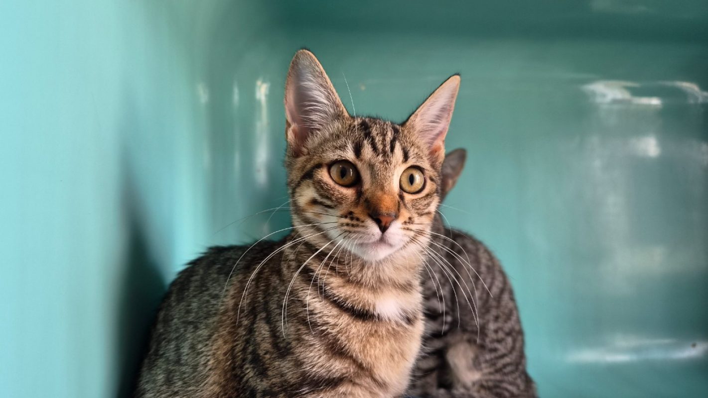 Scarlett - Chat Européen à adopter