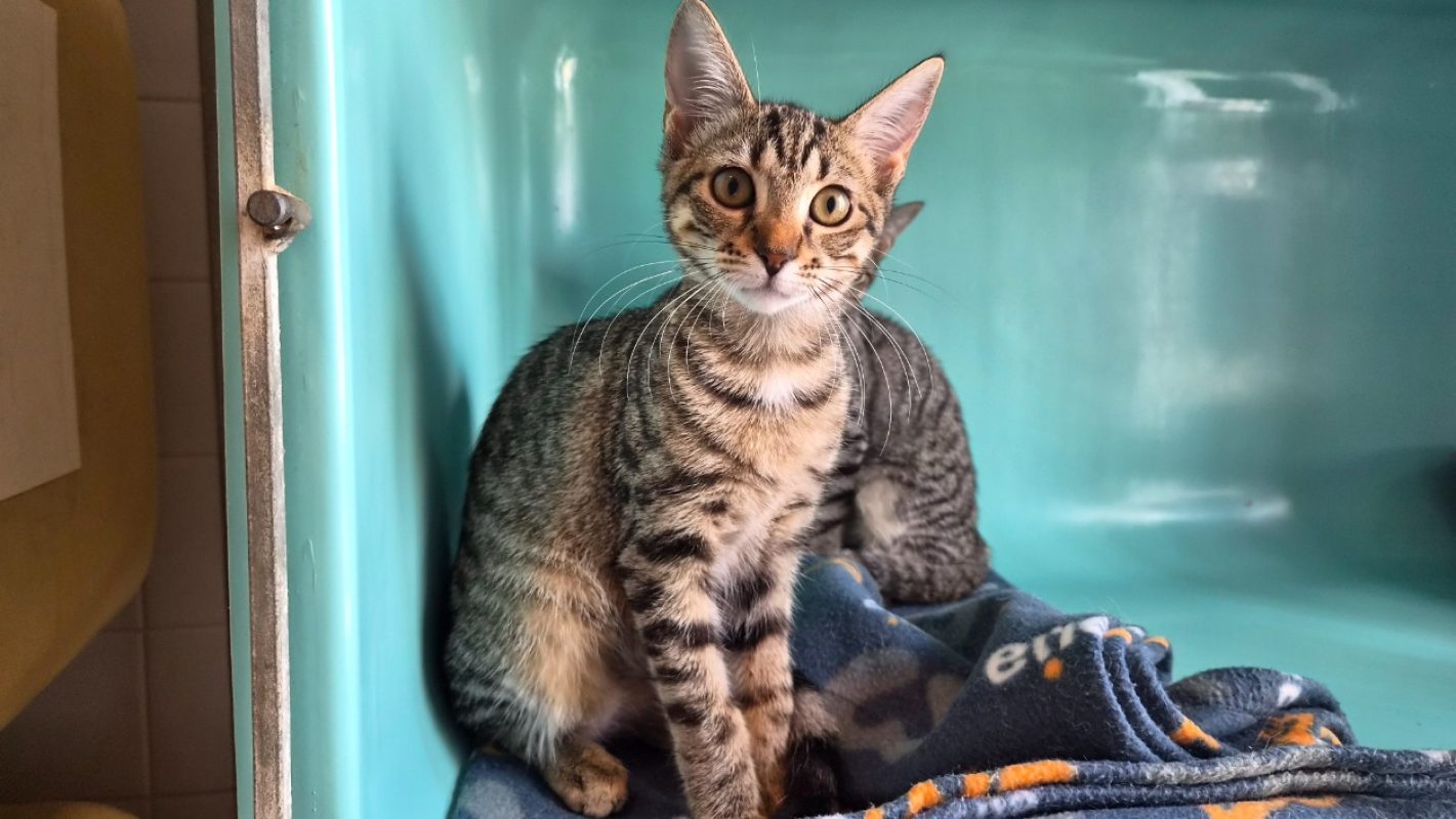 Scarlett - Chat Européen à adopter - photo 2
