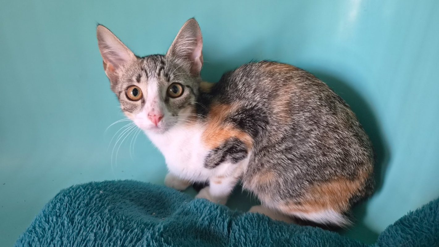 Ruby - Chat Européen à adopter
