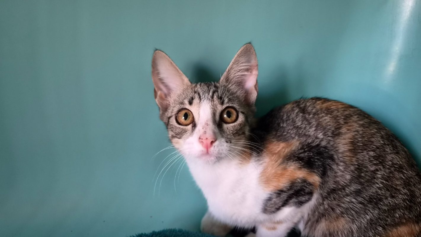 Ruby - Chat Européen à adopter - photo 2