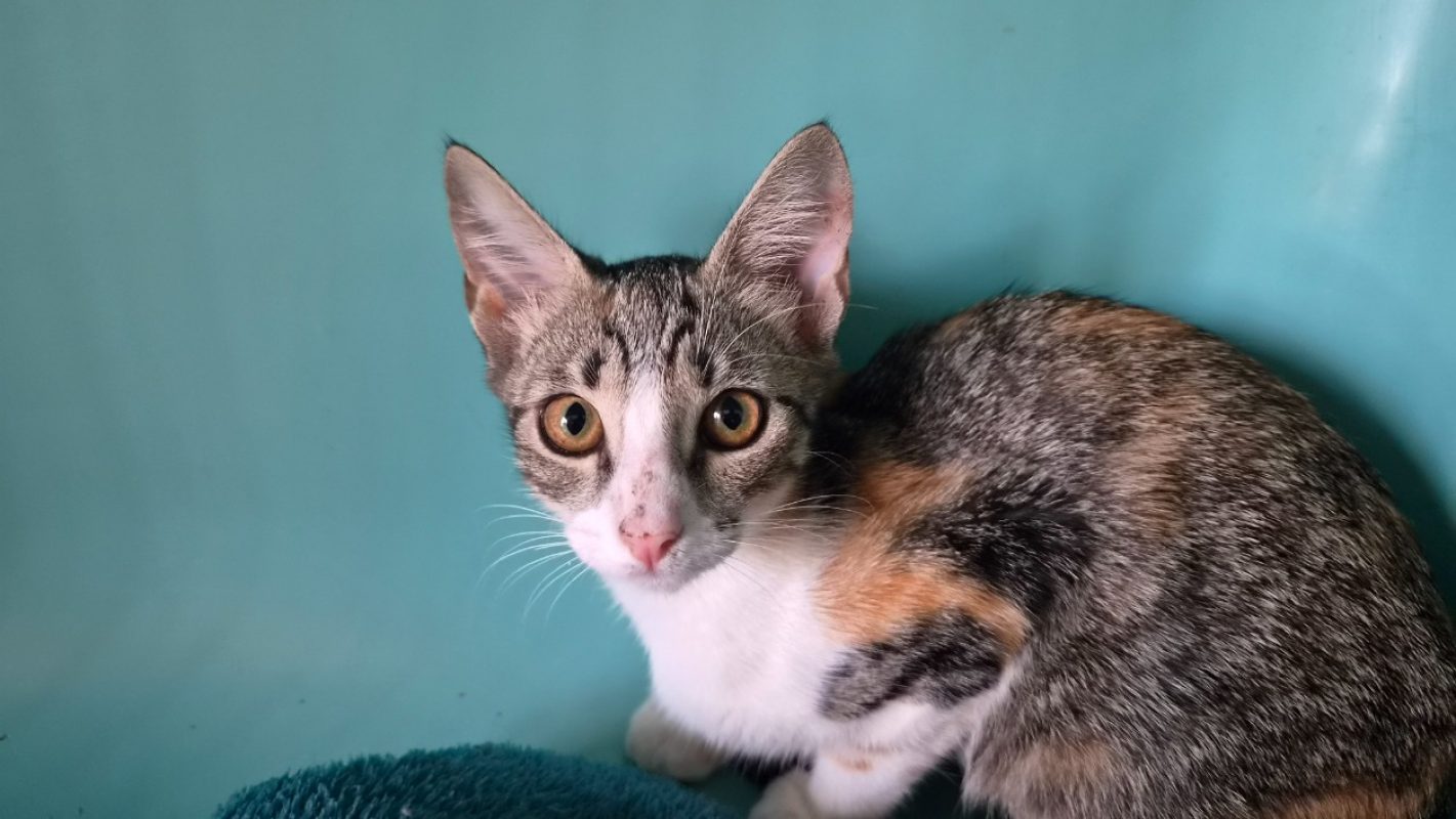 Ruby - Chat Européen à adopter - photo 3