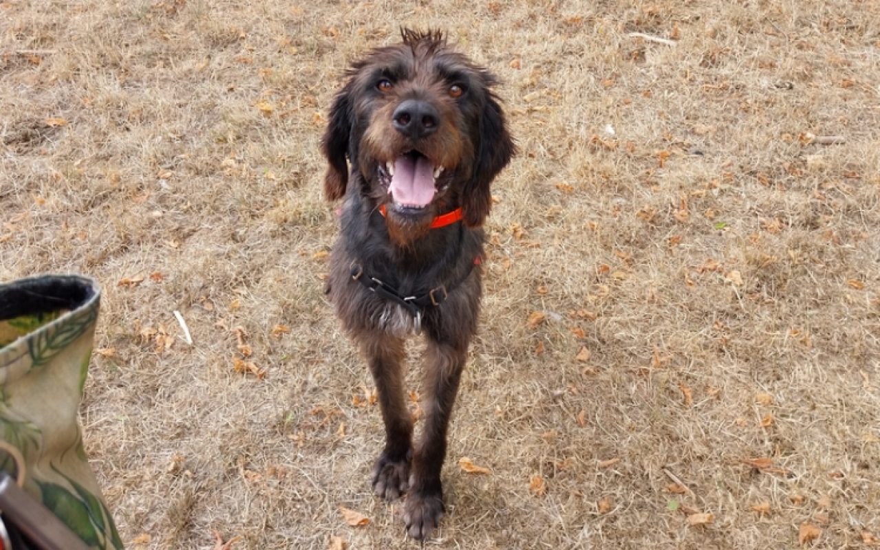 Gerard - Chien Drahthaar à adopter