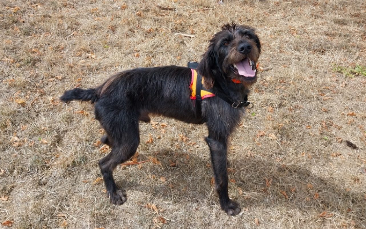 Gerard - Chien Drahthaar à adopter - photo 2