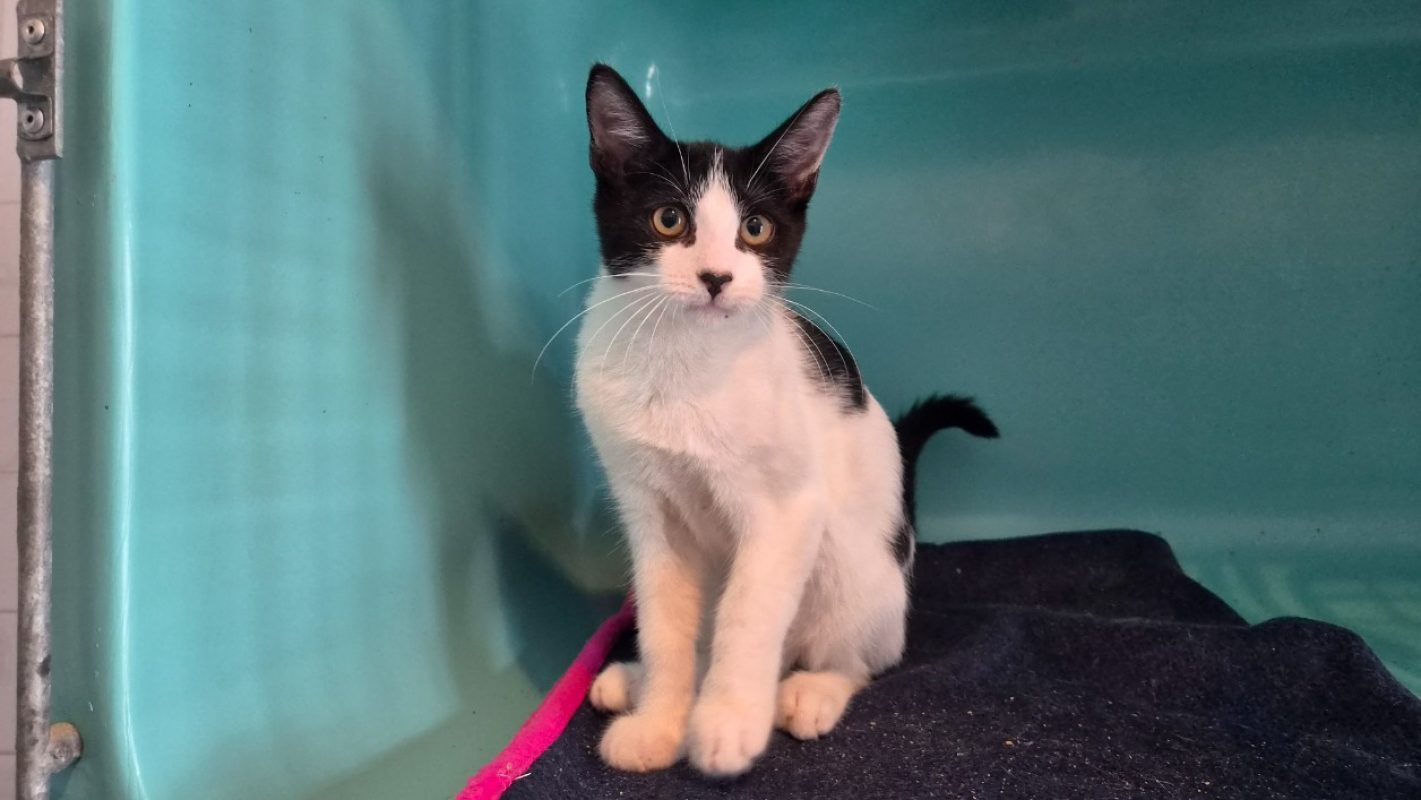 Nyls - Chat Européen à adopter - photo 2