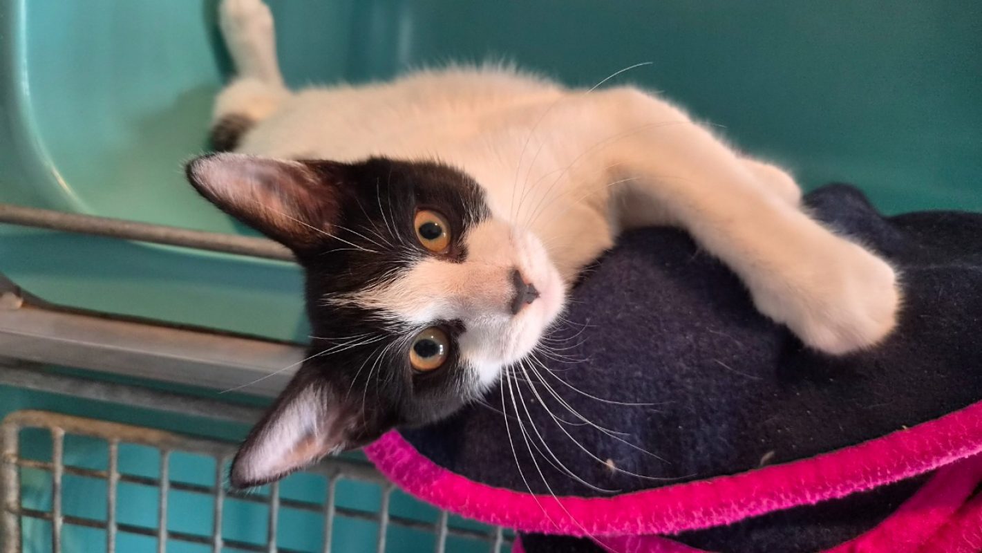 Nyls - Chat Européen à adopter - photo 3