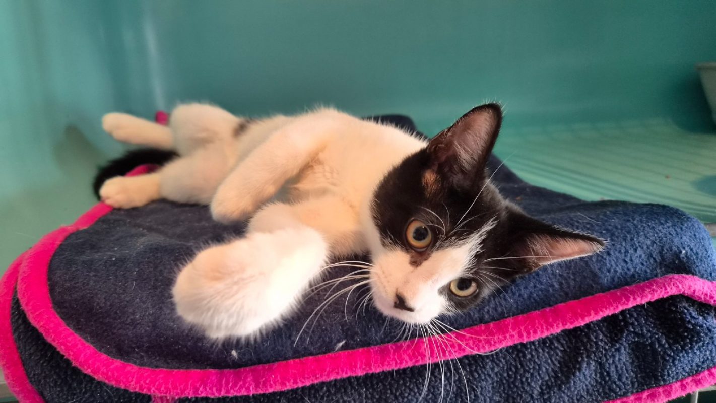 Nyls - Chat Européen à adopter - photo 4
