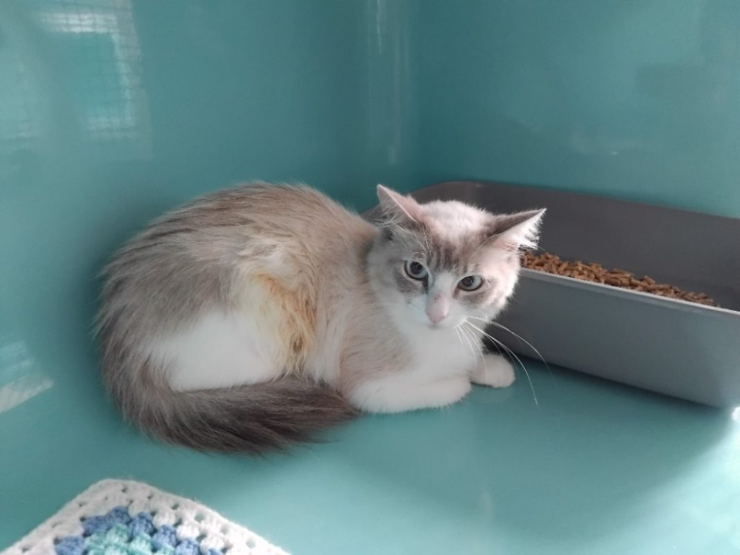 Calisson réservé - Chat Européen à adopter - photo 2