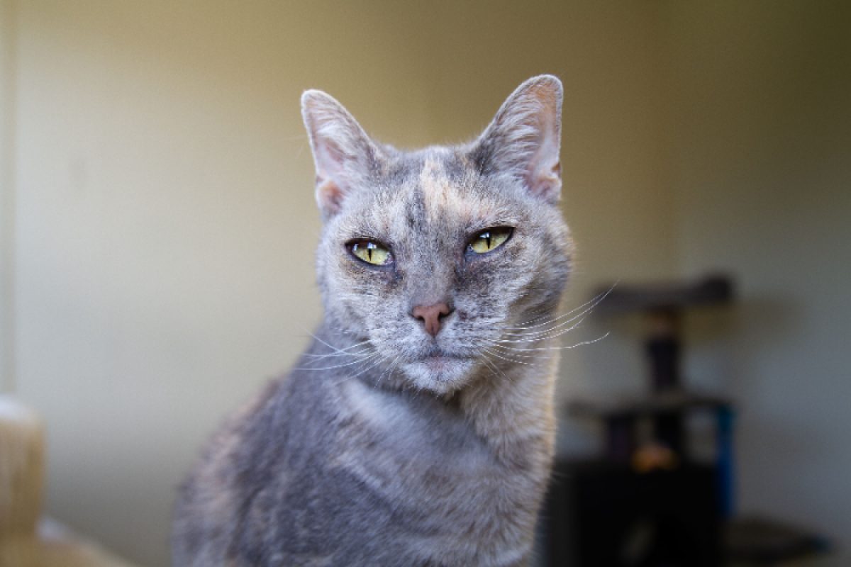Maya - Chat Européen à adopter