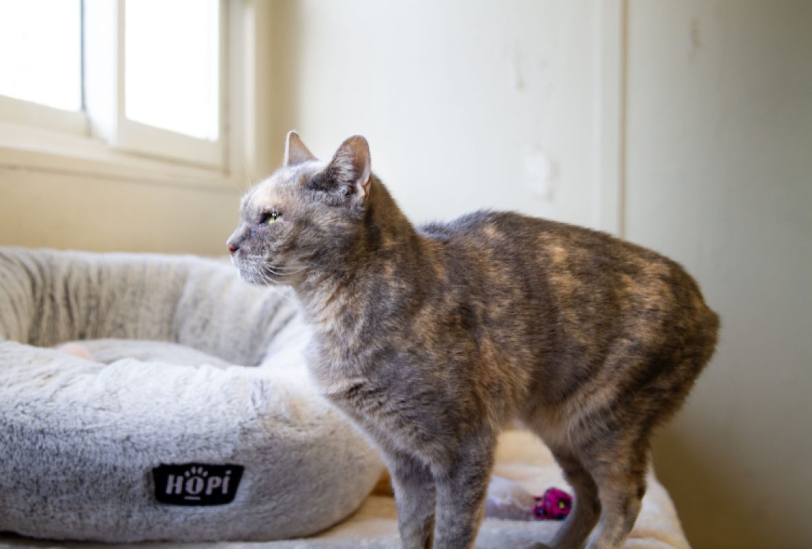 Maya - Chat Européen à adopter - photo 2