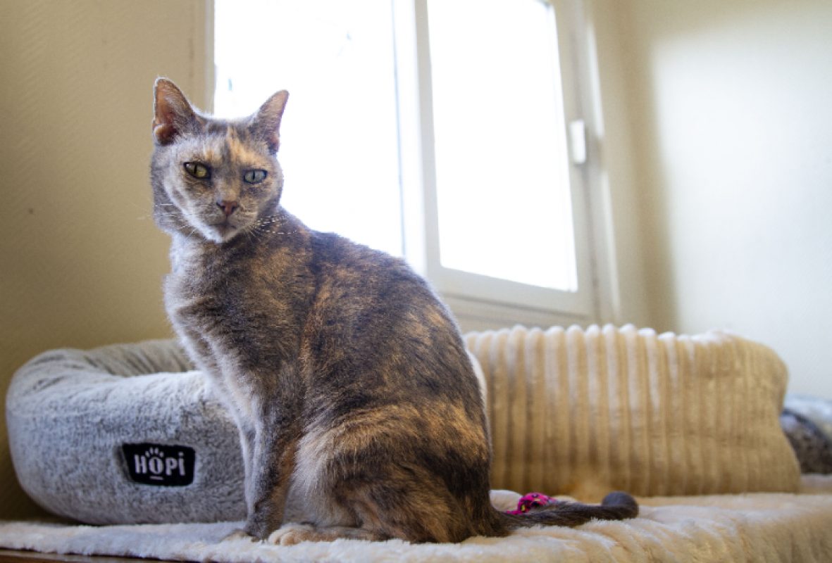 Maya - Chat Européen à adopter - photo 4