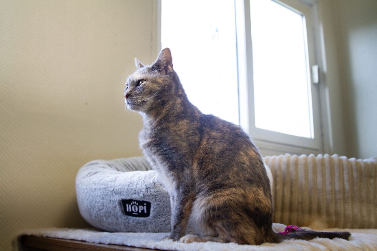 Maya - Chat Européen à adopter - photo 6