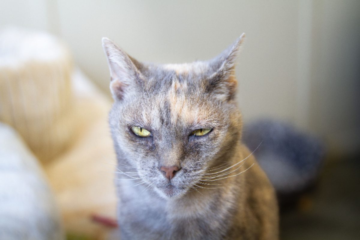 Maya - Chat Européen à adopter - photo 8