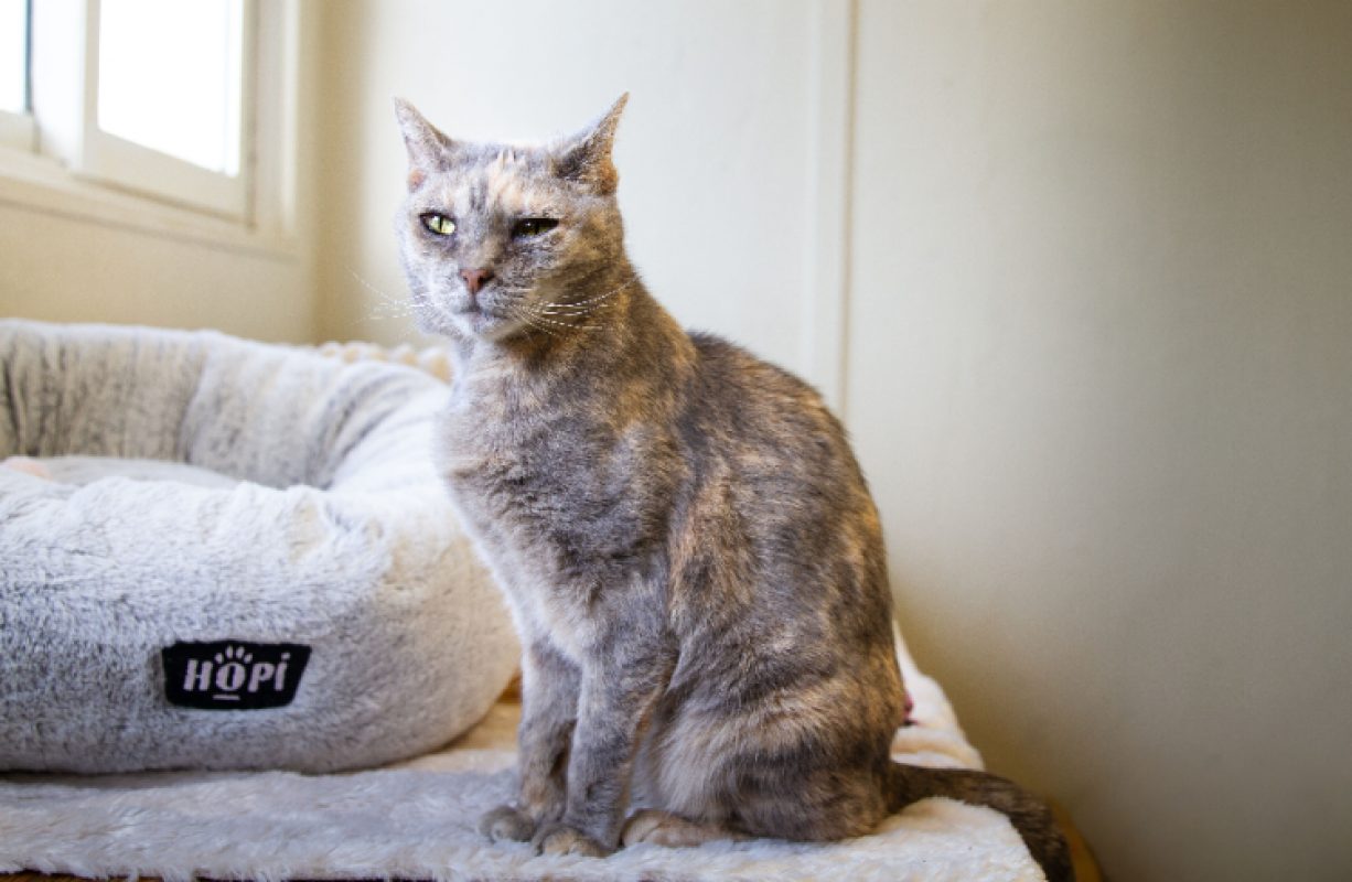 Maya - Chat Européen à adopter - photo 10