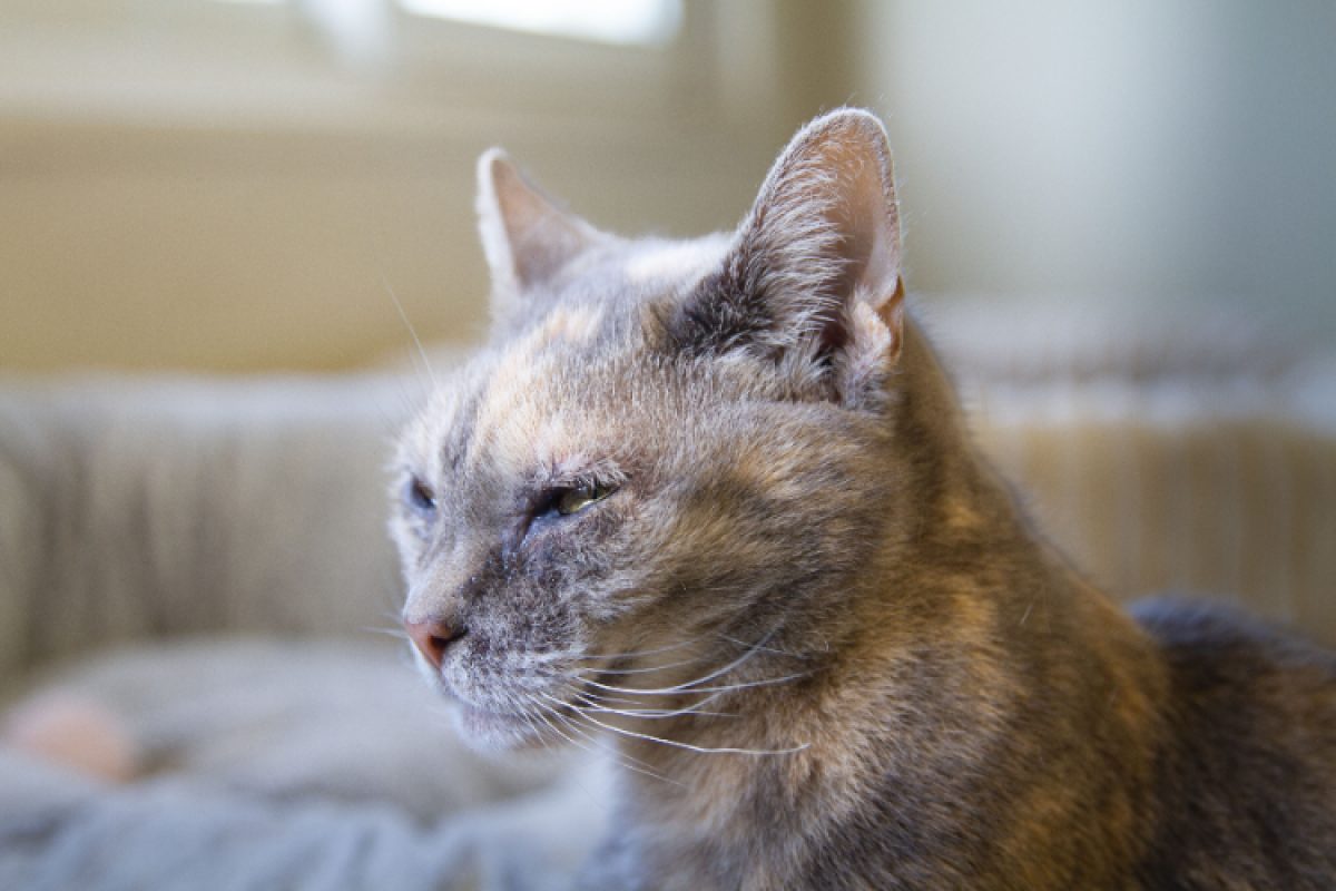 Maya - Chat Européen à adopter - photo 12
