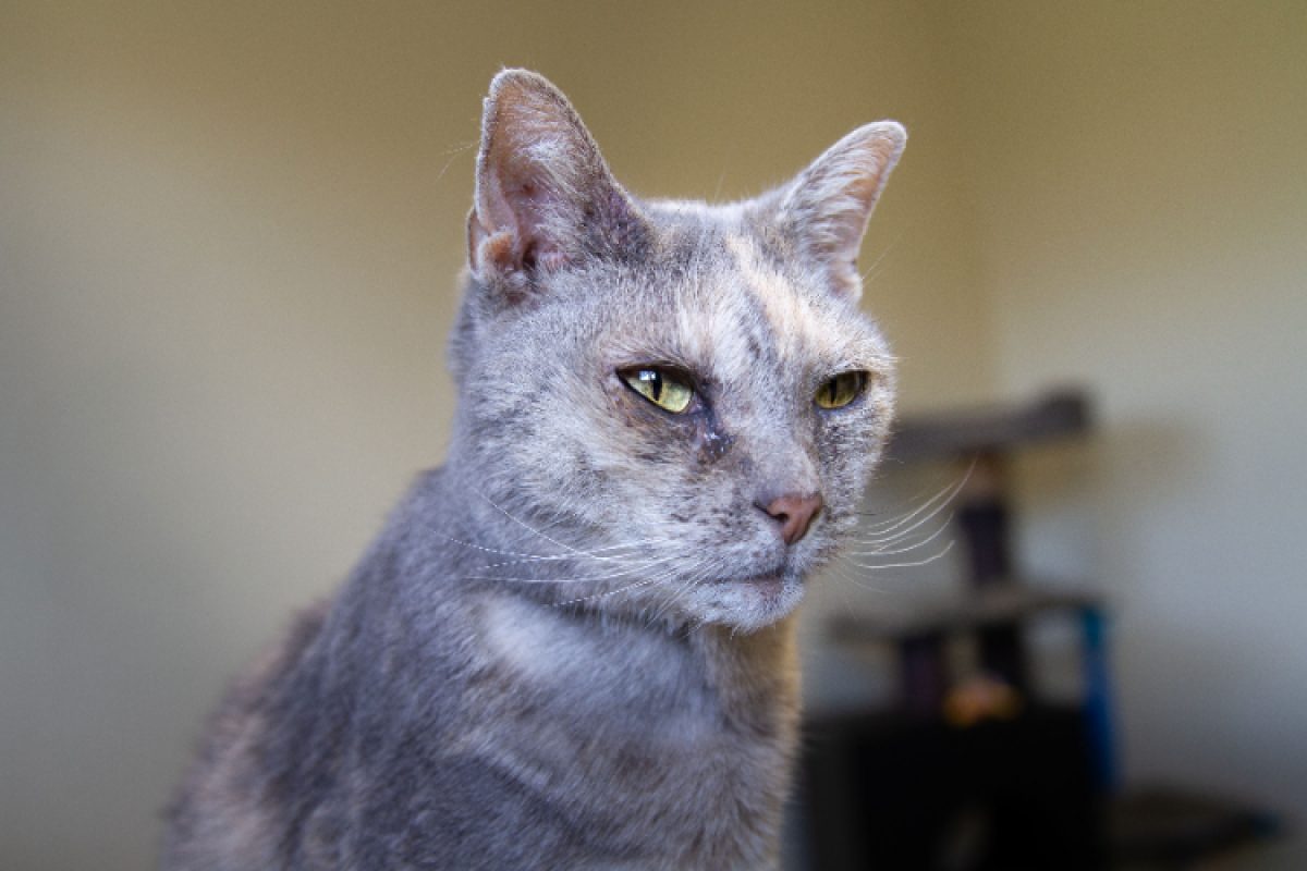 Maya - Chat Européen à adopter - photo 16