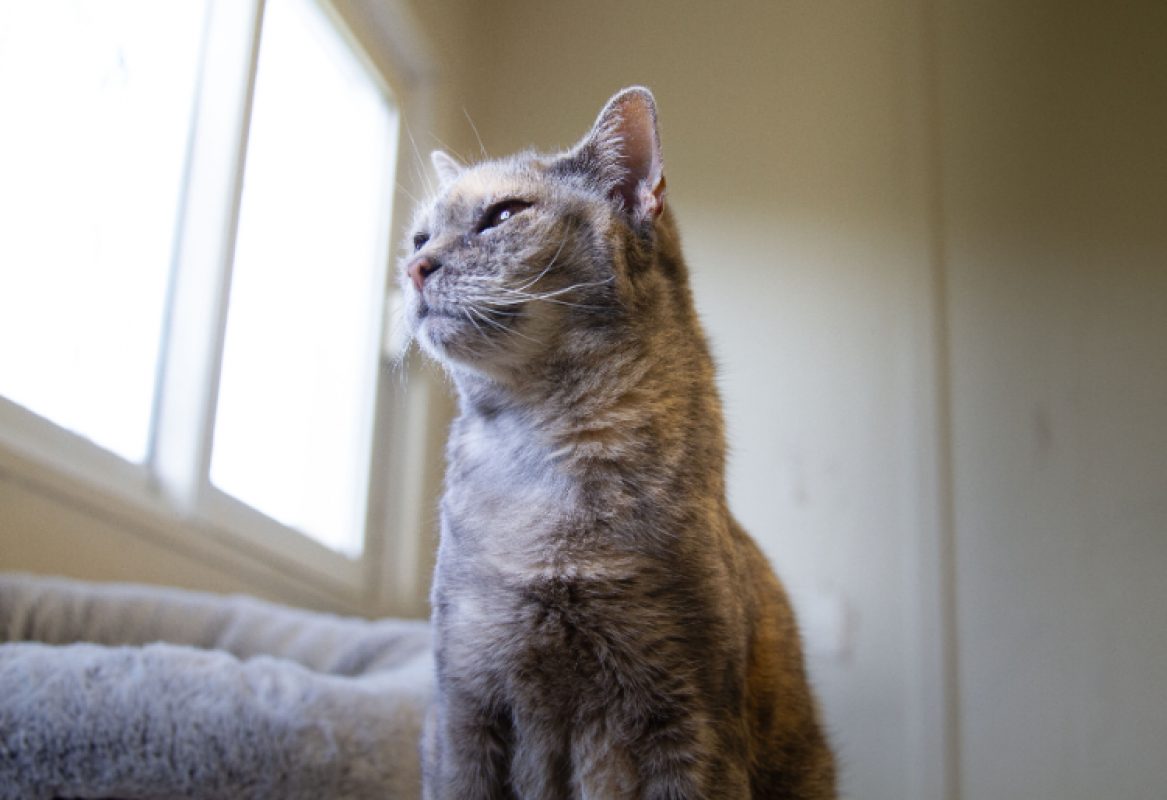 Maya - Chat Européen à adopter - photo 18