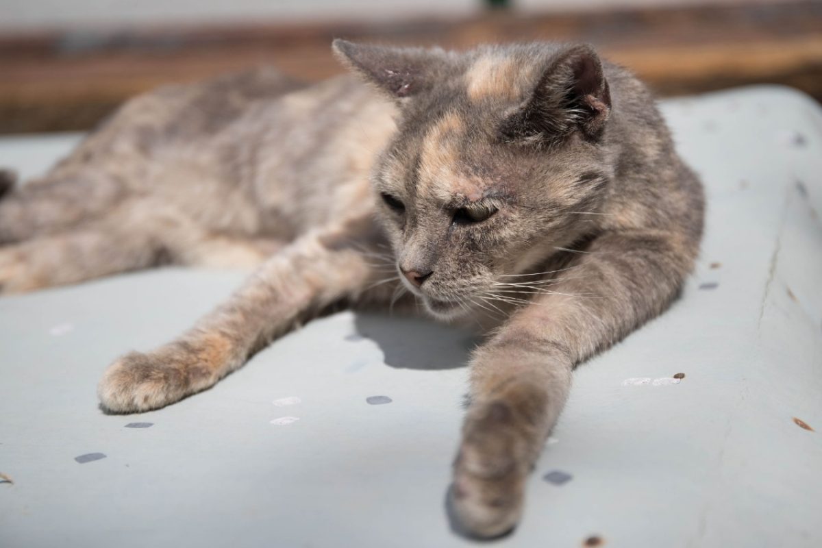 Maya - Chat Européen à adopter - photo 20