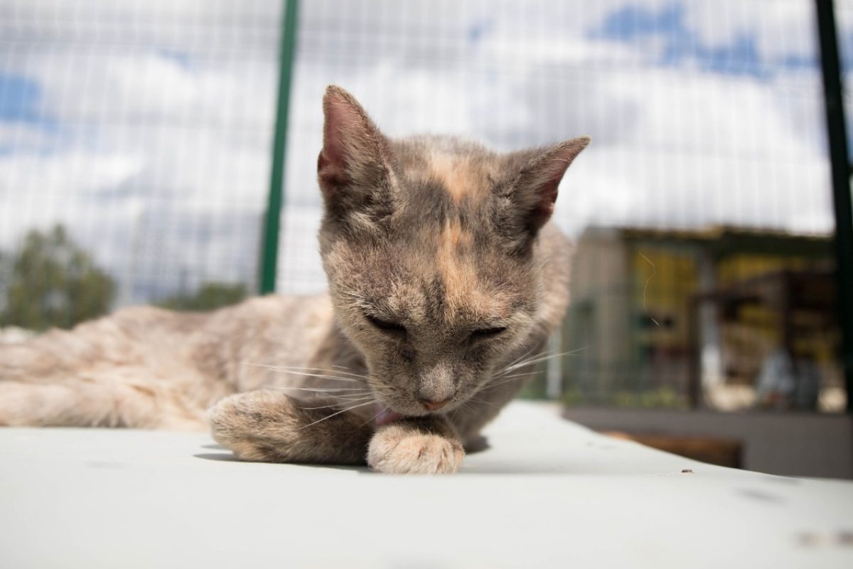 Maya - Chat Européen à adopter - photo 22