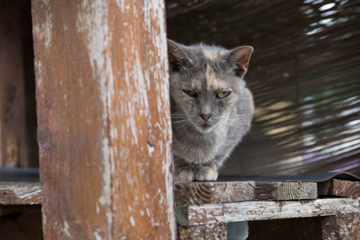 Maya - Chat Européen à adopter - photo 24