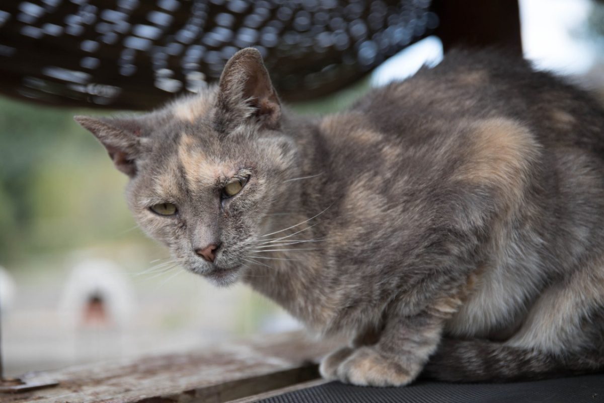 Maya - Chat Européen à adopter - photo 26