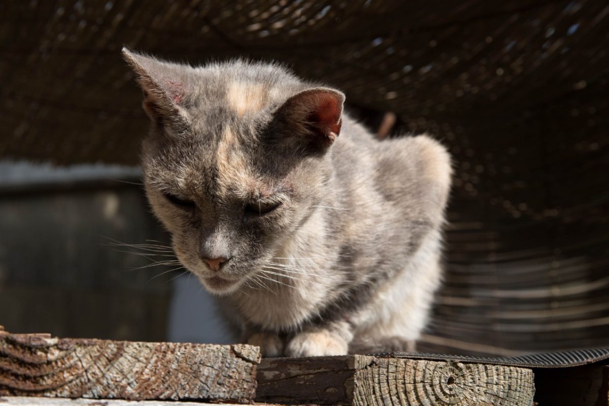Maya - Chat Européen à adopter - photo 28