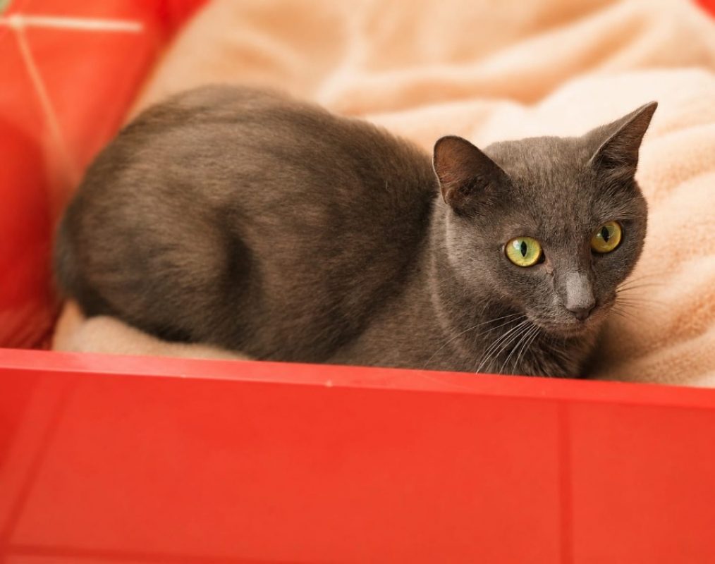 Shadow - Chat Européen à adopter
