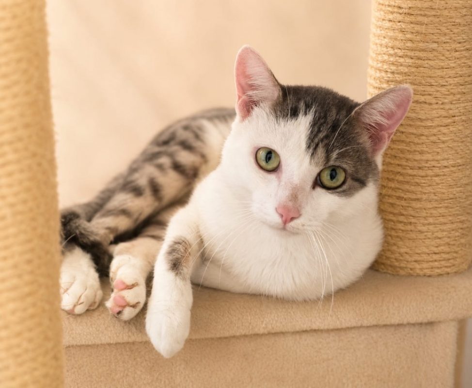 Skoty - Chat Européen à adopter