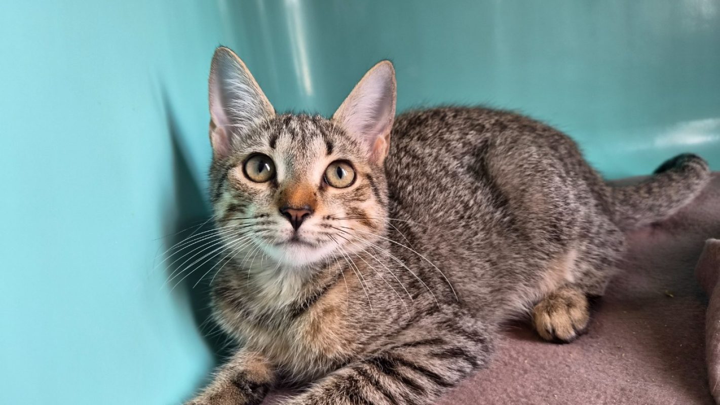 Sydney - Chat Européen à adopter