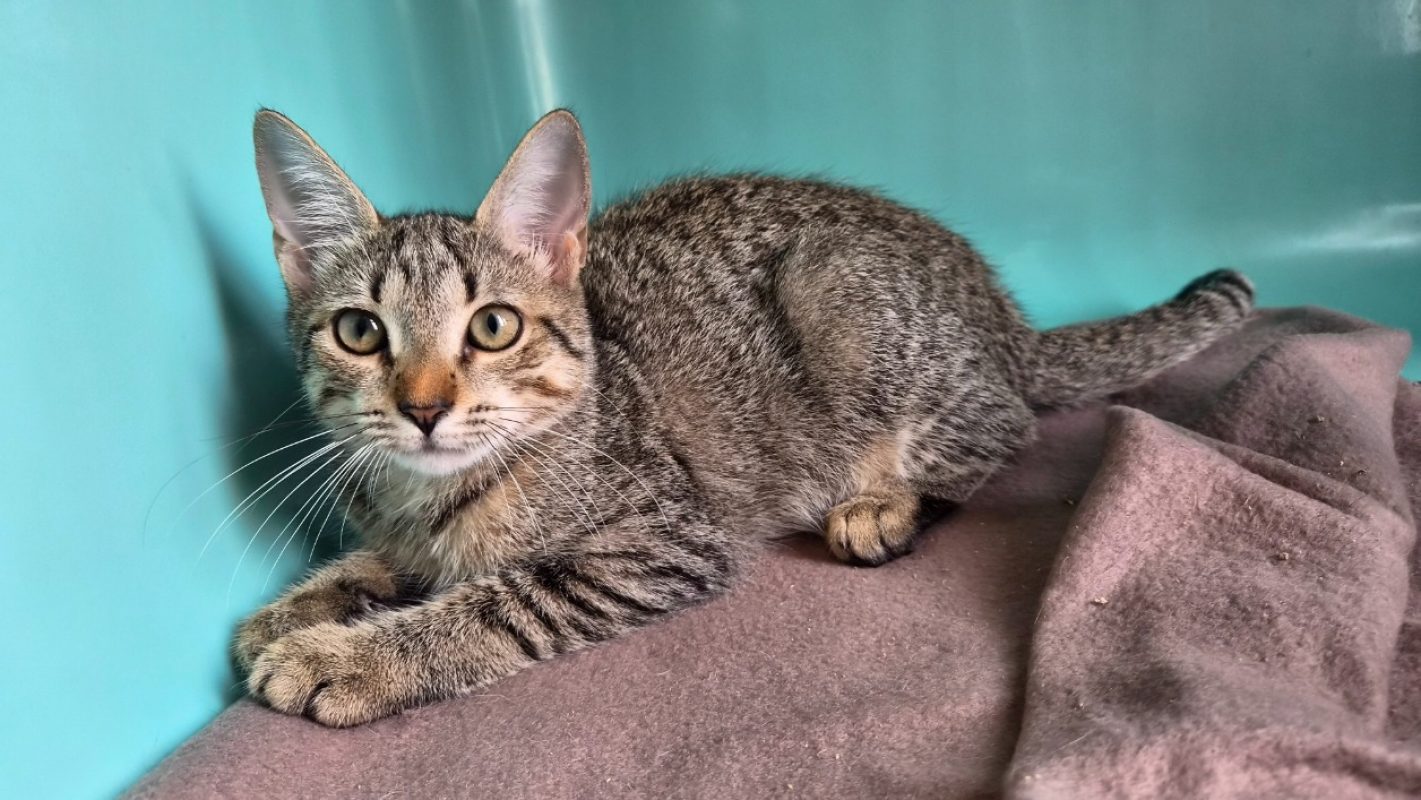 Sydney - Chat Européen à adopter - photo 2