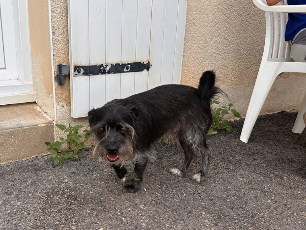 Sanka - Chien Carlin à adopter - photo 2