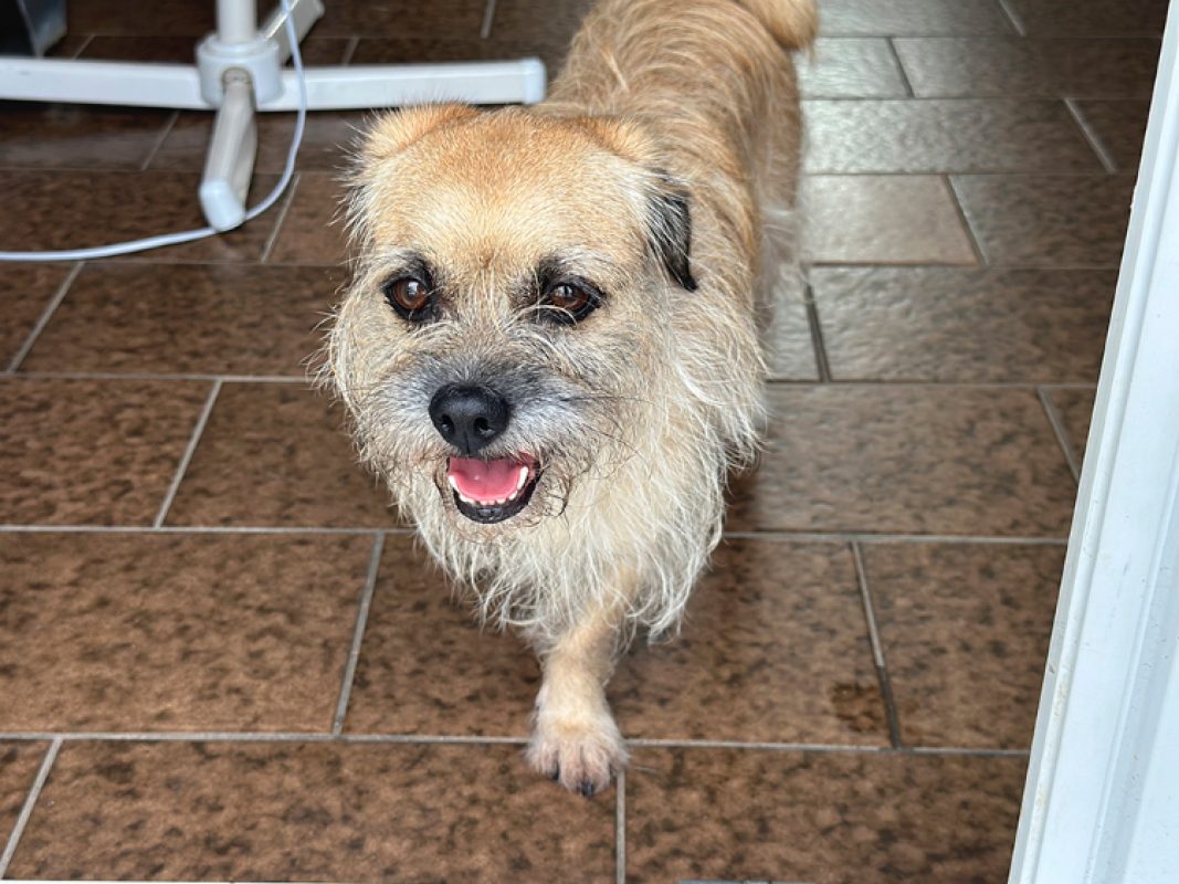 Soaf - Chien Carlin à adopter - photo 4