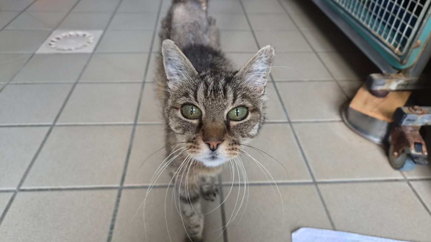 Monique - Chat Européen à adopter