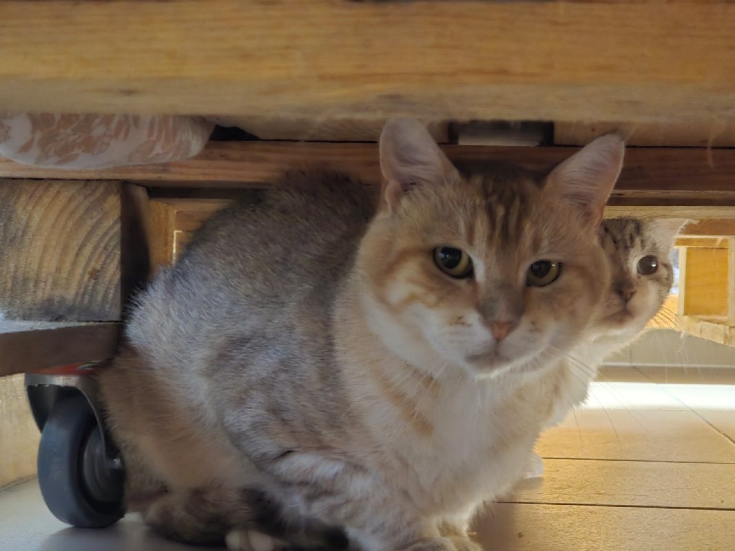 Flamenco - Chat Européen à adopter