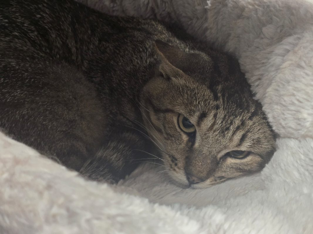 Bueno - Chat Européen à adopter