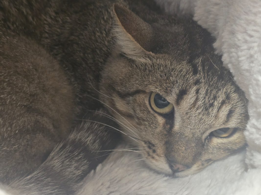 Bueno - Chat Européen à adopter - photo 3