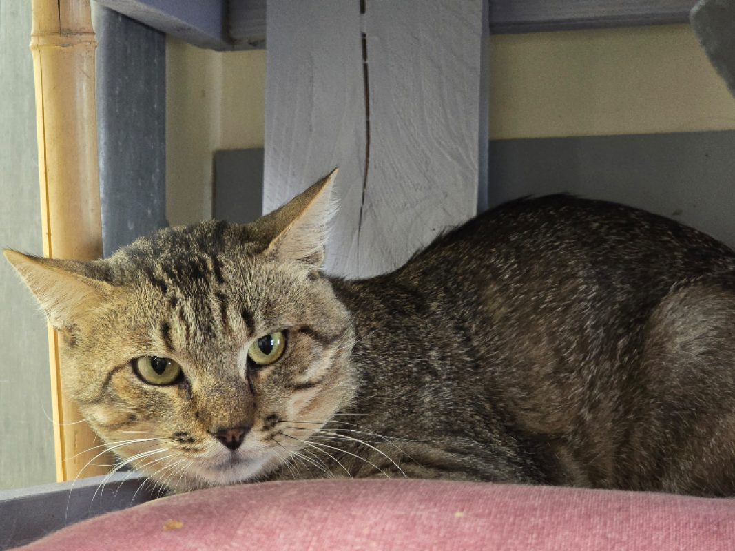 Bueno - Chat Européen à adopter