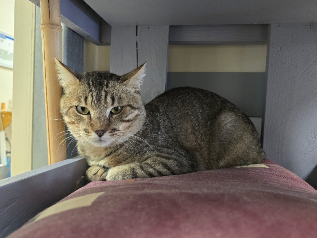 Bueno - Chat Européen à adopter - photo 2