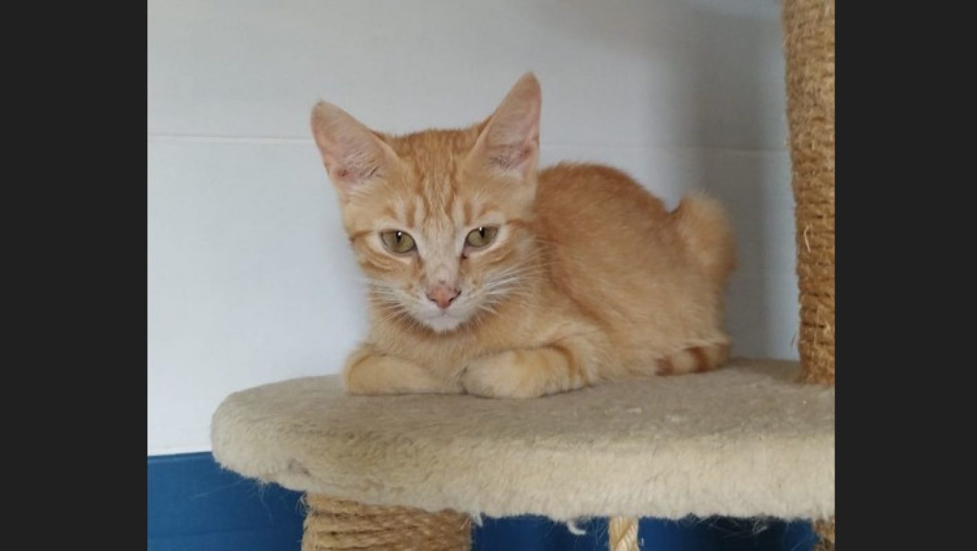 Astra - Chat Européen à adopter