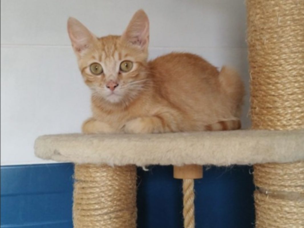 Astra - Chat Européen à adopter - photo 2