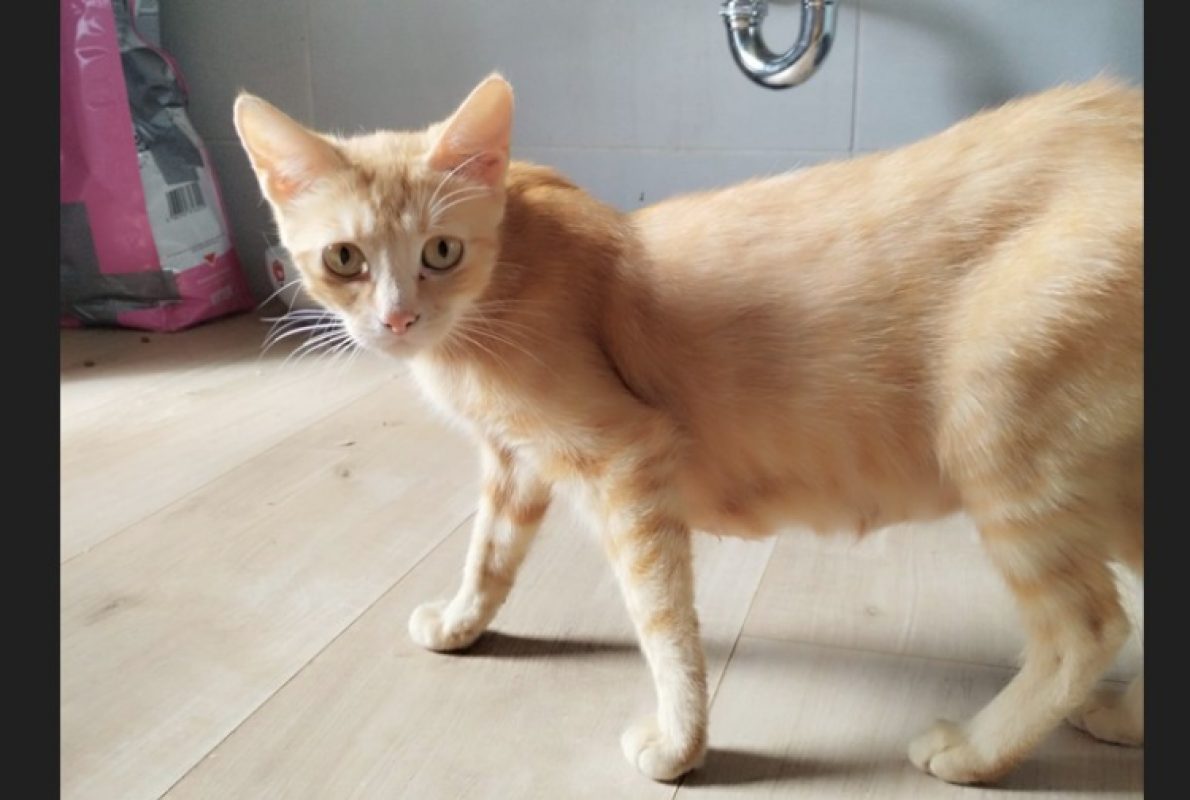 Astra - Chat Européen à adopter - photo 3