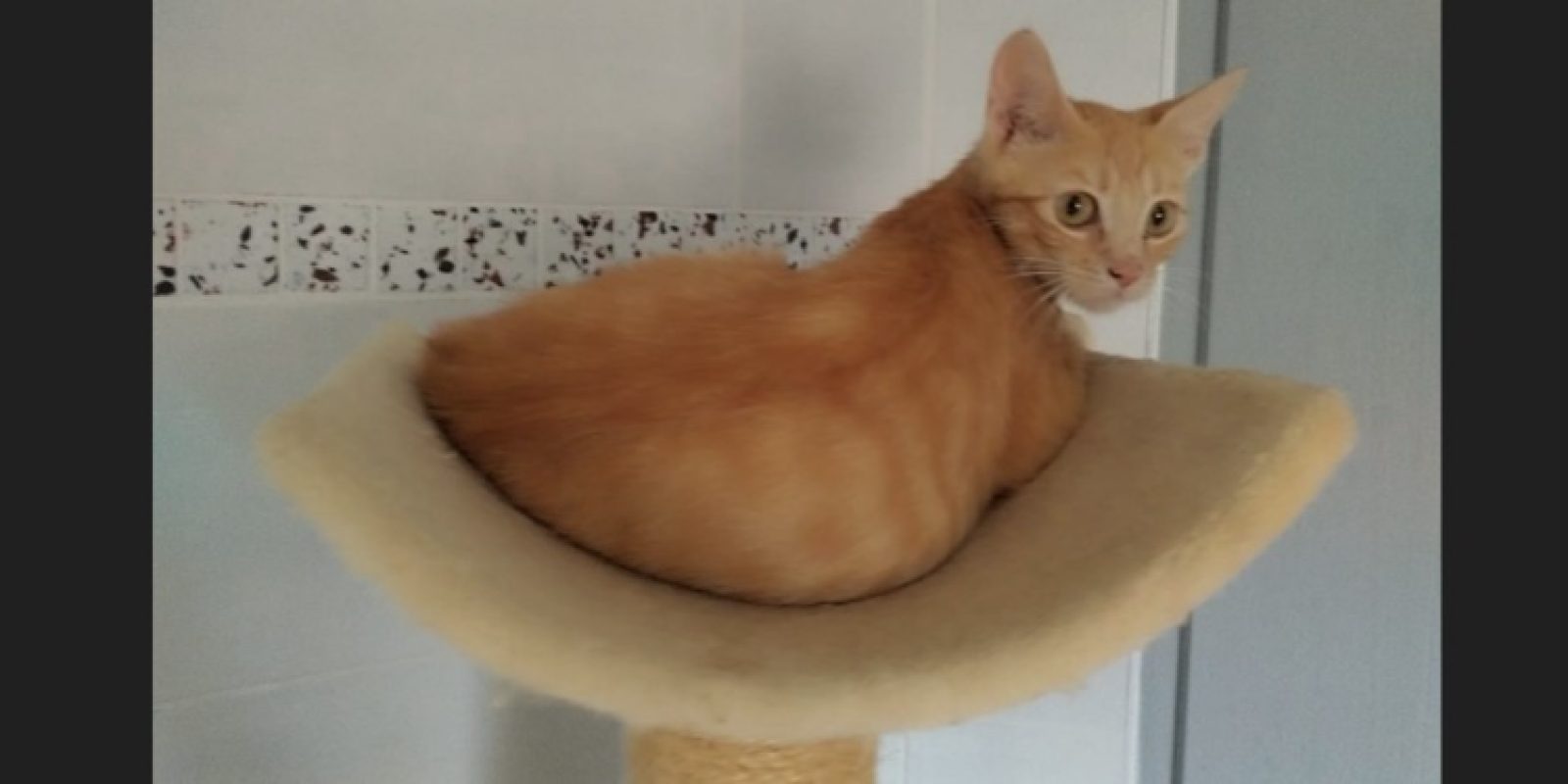 Astra - Chat Européen à adopter - photo 4