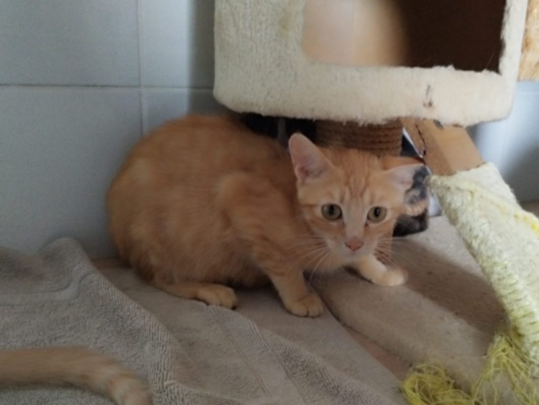 Astra - Chat Européen à adopter - photo 5