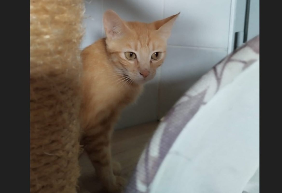 Astra - Chat Européen à adopter - photo 6